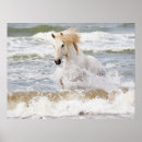 Recherche de cheval de camargue posters Superstock