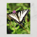 Recherche de tiger cartes postales Nature