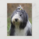 Recherche de barbu cartes postales Dog