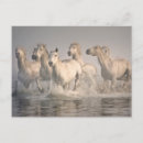 Recherche de saintes maries de la mer cartes postales Ranch