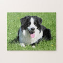 Recherche de border collie puzzles Dog