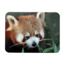 Recherche de panda magnets Environnement