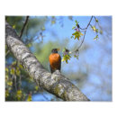 Recherche de sein rouge art Robin