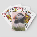 Recherche de arctica Oiseau