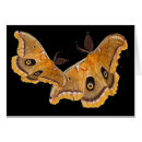 Recherche de papillons et mites cartes postales Ailes