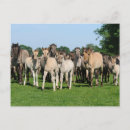 Recherche de poulain cartes postales Poney