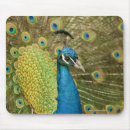 Recherche de grand observé tapis souris Photographie