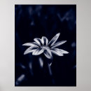 Recherche de botanical posters Botany