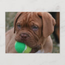 Recherche de dogue de bordeaux cartes postales Chien