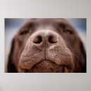 Recherche de labrador retriever posters Pet