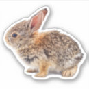 Recherche de rabbit photographie Pâques