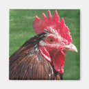 Recherche de coq magnets Oiseau