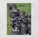 Recherche de vache laitière cartes postales Ferme