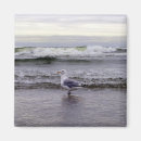 Recherche de mouette magnets L'eau