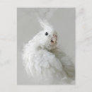 Recherche de compagnie cartes postales Oiseau