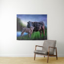 Recherche de angus posters Animaux de ferme