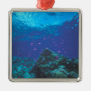 Recherche de corail ornements Bleu