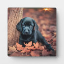 Recherche de laboratoire plaques Chiot