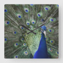 Recherche de plumes de paon horloges Vert