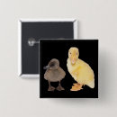 Recherche de caneton badges Canards
