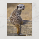 Recherche de kat cartes postales Mignon