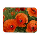 Recherche de coquelicots magnets Pavot