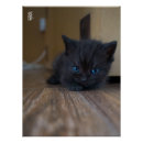 Recherche de chaton posters Mignon