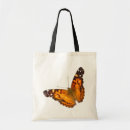 Recherche de papillon de madame Ailes