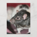 Recherche de rattie cartes postales Mignon