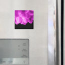 Recherche de fond floral magnets Rose