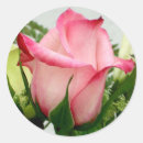 Recherche de rosebud autocollants Rouge
