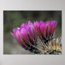 Recherche de cactus rose posters Feuillage