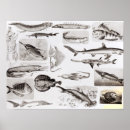 Recherche de biologie marine posters Requin