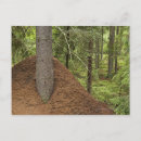 Recherche de fourmilier cartes postales Nature