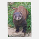 Recherche de furet maison deco Mustela