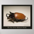 Recherche de scarabées posters Insecte