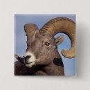 Recherche de steve badges Faune
