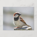 Recherche de vogel posters Animaux