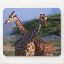 Recherche de girafe Safari