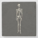 Recherche de anatomie humaine dessous de verres Crâne