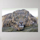 Recherche de léopard blanc posters Léopards