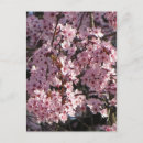 Recherche de moissonneuse cartes postales Fleurs