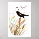 Recherche de aile rouge posters Oiseaux