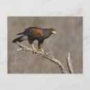 Recherche de faucon de harris cartes postales Faune