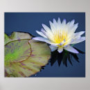 Recherche de protection de lis art Lotus