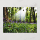 Recherche de mail cartes postales Sauvage