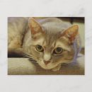 Recherche de neda Animal