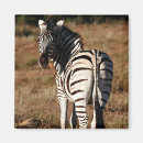 Recherche de animal africain magnets Nature