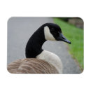 Recherche de gand magnets Canada