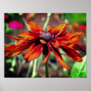 Recherche de yeux oranges art Nature